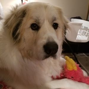 Meet your Posher, Sherri